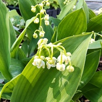 Convallaria majalis 'Flore Pleno'